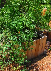 Red cherry tomato plant, loaded with fruit.