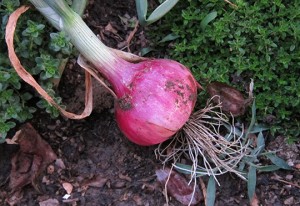 Freshly pulled onion