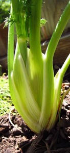 Bright green fennel