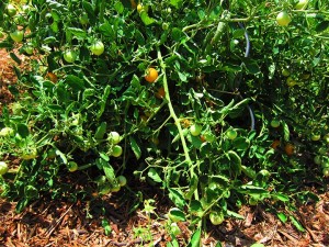 Yellow cherry tomato plant, ready for picking.